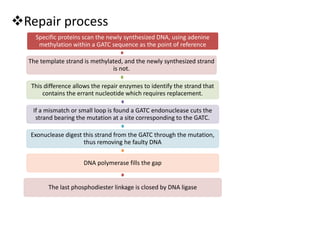 Repair process
Specific proteins scan the newly synthesized DNA, using adenine
methylation within a GATC sequence as the point of reference
The template strand is methylated, and the newly synthesized strand
is not.
This difference allows the repair enzymes to identify the strand that
contains the errant nucleotide which requires replacement.
If a mismatch or small loop is found a GATC endonuclease cuts the
strand bearing the mutation at a site corresponding to the GATC.
Exonuclease digest this strand from the GATC through the mutation,
thus removing he faulty DNA
DNA polymerase fills the gap
The last phosphodiester linkage is closed by DNA ligase
 