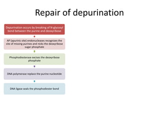 Repair of depurination
Depurination occurs by breaking of N-glycosyl
bond between the purine and deoxyribose
AP (apurinic site) endonucleases recognizes the
site of missing purines and nicks the deoxyribose
sugar phosphate
Phosphodiesterase excises the deoxyribose
phosphate
DNA polymerase replace the purine nucleotide
DNA ligase seals the phosphodiester bond
 