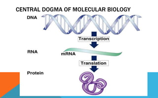 CENTRAL DOGMA OF MOLECULAR BIOLOGY
 
