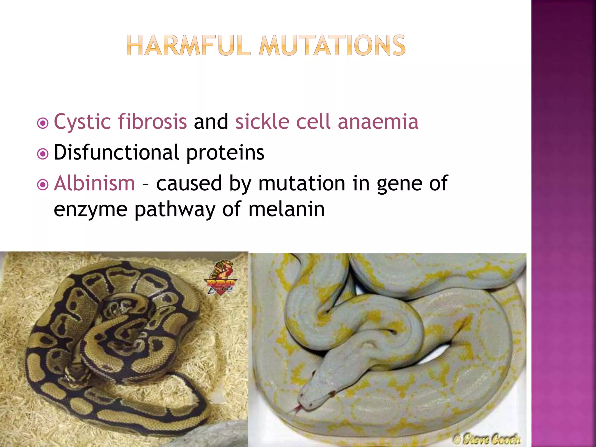  Cystic fibrosis and sickle cell anaemia
 Disfunctional proteins
 Albinism – caused by mutation in gene of
enzyme pathway of melanin
 
