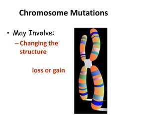Chromosome Mutations
• May Involve:
–Changing the
structure of a
chromosome
–The loss or gain
of part of a
chromosome
 