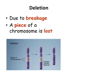 Deletion
• Due to breakage
• A piece of a
chromosome is lost
 