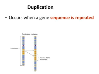 Duplication
• Occurs when a gene sequence is repeated
 