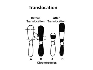 Translocation
 