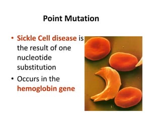 Point Mutation
• Sickle Cell disease is
the result of one
nucleotide
substitution
• Occurs in the
hemoglobin gene
 