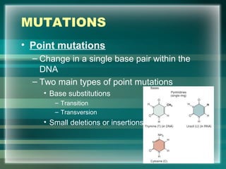 MUTATIONS
• Point mutations
– Change in a single base pair within the
DNA
– Two main types of point mutations
• Base substitutions
– Transition
– Transversion
• Small deletions or insertions
10
 