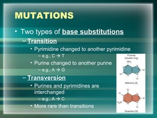 MUTATIONS
• Two types of base substitutions
– Transition
• Pyrimidine changed to another pyrimidine
– e.g., C  T
• Purine changed to another purine
– e.g., A  G
– Transversion
• Purines and pyrimidines are
interchanged
– e.g., A  C
• More rare than transitions 11
 