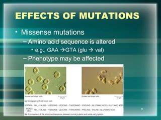 EFFECTS OF MUTATIONS
• Missense mutations
– Amino acid sequence is altered
• e.g., GAA GTA (glu  val)
– Phenotype may be affected
14
 