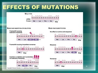 EFFECTS OF MUTATIONS
18
 