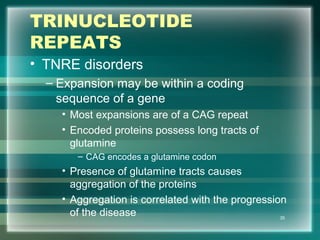 TRINUCLEOTIDE
REPEATS
• TNRE disorders
– Expansion may be within a coding
sequence of a gene
• Most expansions are of a CAG repeat
• Encoded proteins possess long tracts of
glutamine
– CAG encodes a glutamine codon
• Presence of glutamine tracts causes
aggregation of the proteins
• Aggregation is correlated with the progression
of the disease 35
 