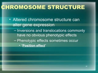 CHROMOSOME STRUCTURE
• Altered chromosome structure can
alter gene expression
– Inversions and translocations commonly
have no obvious phenotypic effects
– Phenotypic effects sometimes occur
• “Position effect”
40
 