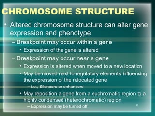 CHROMOSOME STRUCTURE
• Altered chromosome structure can alter gene
expression and phenotype
– Breakpoint may occur within a gene
• Expression of the gene is altered
– Breakpoint may occur near a gene
• Expression is altered when moved to a new location
• May be moved next to regulatory elements influencing
the expression of the relocated gene
– i.e., Silencers or enhancers
• May reposition a gene from a euchromatic region to a
highly condensed (heterochromatic) region
– Expression may be turned off 41
 