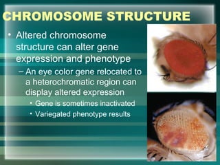 CHROMOSOME STRUCTURE
• Altered chromosome
structure can alter gene
expression and phenotype
– An eye color gene relocated to
a heterochromatic region can
display altered expression
• Gene is sometimes inactivated
• Variegated phenotype results
42
 