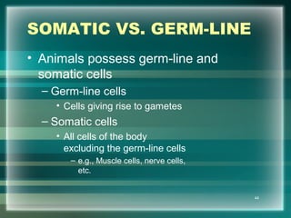 SOMATIC VS. GERM-LINE
• Animals possess germ-line and
somatic cells
– Germ-line cells
• Cells giving rise to gametes
– Somatic cells
• All cells of the body
excluding the germ-line cells
– e.g., Muscle cells, nerve cells,
etc.
44
 