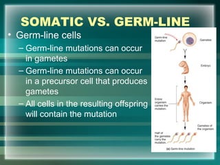 SOMATIC VS. GERM-LINE
• Germ-line cells
– Germ-line mutations can occur
in gametes
– Germ-line mutations can occur
in a precursor cell that produces
gametes
– All cells in the resulting offspring
will contain the mutation
45
 