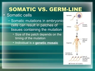 SOMATIC VS. GERM-LINE
• Somatic cells
– Somatic mutations in embryonic
cells can result in patches of
tissues containing the mutation
• Size of the patch depends on the
timing of the mutation
• Individual is a genetic mosaic
46
 