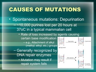 CAUSES OF MUTATIONS
• Spontaneous mutations: Depurination
– ~10,000 purines lost per 20 hours at
37oC in a typical mammalian cell
• Rate of loss increased by agents causing
certain base modification
– e.g., Attachment of alkyl
(methyl, ethyl, etc.) groups
– Generally recognized by
DNA repair enzymes
• Mutation may result if
repair system fails 58
 