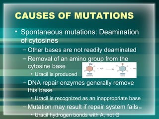 CAUSES OF MUTATIONS
• Spontaneous mutations: Deamination
of cytosines
– Other bases are not readily deaminated
– Removal of an amino group from the
cytosine base
• Uracil is produced
– DNA repair enzymes generally remove
this base
• Uracil is recognized as an inappropriate base
– Mutation may result if repair system fails
• Uracil hydrogen bonds with A, not G
59
 