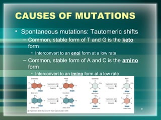 CAUSES OF MUTATIONS
• Spontaneous mutations: Tautomeric shifts
– Common, stable form of T and G is the keto
form
• Interconvert to an enol form at a low rate
– Common, stable form of A and C is the amino
form
• Interconvert to an imino form at a low rate
61
 