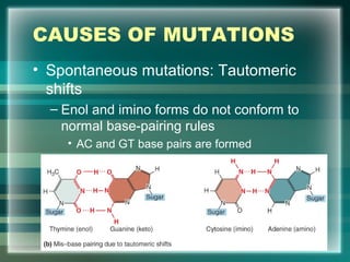 CAUSES OF MUTATIONS
• Spontaneous mutations: Tautomeric
shifts
– Enol and imino forms do not conform to
normal base-pairing rules
• AC and GT base pairs are formed
62
 