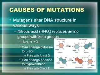 CAUSES OF MUTATIONS
• Mutagens alter DNA structure in
various ways
– Nitrous acid (HNO3) replaces amino
groups with keto groups
• -NH2  =O
• Can change cytosine
to uracil
– Pairs with A, not G
• Can change adenine
to hypoxanthine
– Pairs with C, not T 68
 