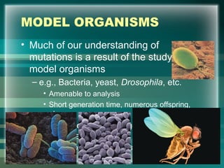 MODEL ORGANISMS
• Much of our understanding of
mutations is a result of the study of
model organisms
– e.g., Bacteria, yeast, Drosophila, etc.
• Amenable to analysis
• Short generation time, numerous offspring,
etc.
– Often exposed to mutagenic
environmental agents
• Effects of mutations are studied 7
 