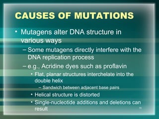 CAUSES OF MUTATIONS
• Mutagens alter DNA structure in
various ways
– Some mutagens directly interfere with the
DNA replication process
– e.g., Acridine dyes such as proflavin
• Flat, planar structures interchelate into the
double helix
– Sandwich between adjacent base pairs
• Helical structure is distorted
• Single-nucleotide additions and deletions can
result 70
 