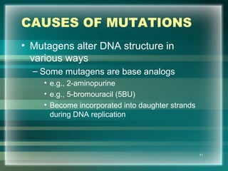CAUSES OF MUTATIONS
• Mutagens alter DNA structure in
various ways
– Some mutagens are base analogs
• e.g., 2-aminopurine
• e.g., 5-bromouracil (5BU)
• Become incorporated into daughter strands
during DNA replication
71
 