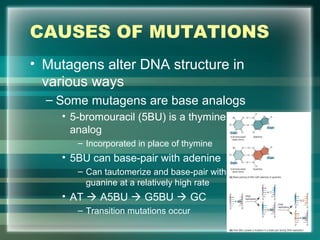 CAUSES OF MUTATIONS
• Mutagens alter DNA structure in
various ways
– Some mutagens are base analogs
• 5-bromouracil (5BU) is a thymine
analog
– Incorporated in place of thymine
• 5BU can base-pair with adenine
– Can tautomerize and base-pair with
guanine at a relatively high rate
• AT  A5BU  G5BU  GC
– Transition mutations occur
72
 