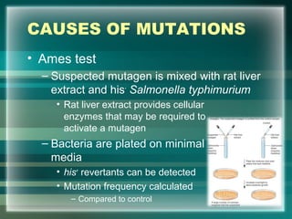 CAUSES OF MUTATIONS
• Ames test
– Suspected mutagen is mixed with rat liver
extract and his-
Salmonella typhimurium
• Rat liver extract provides cellular
enzymes that may be required to
activate a mutagen
– Bacteria are plated on minimal
media
• his+
revertants can be detected
• Mutation frequency calculated
– Compared to control 76
 