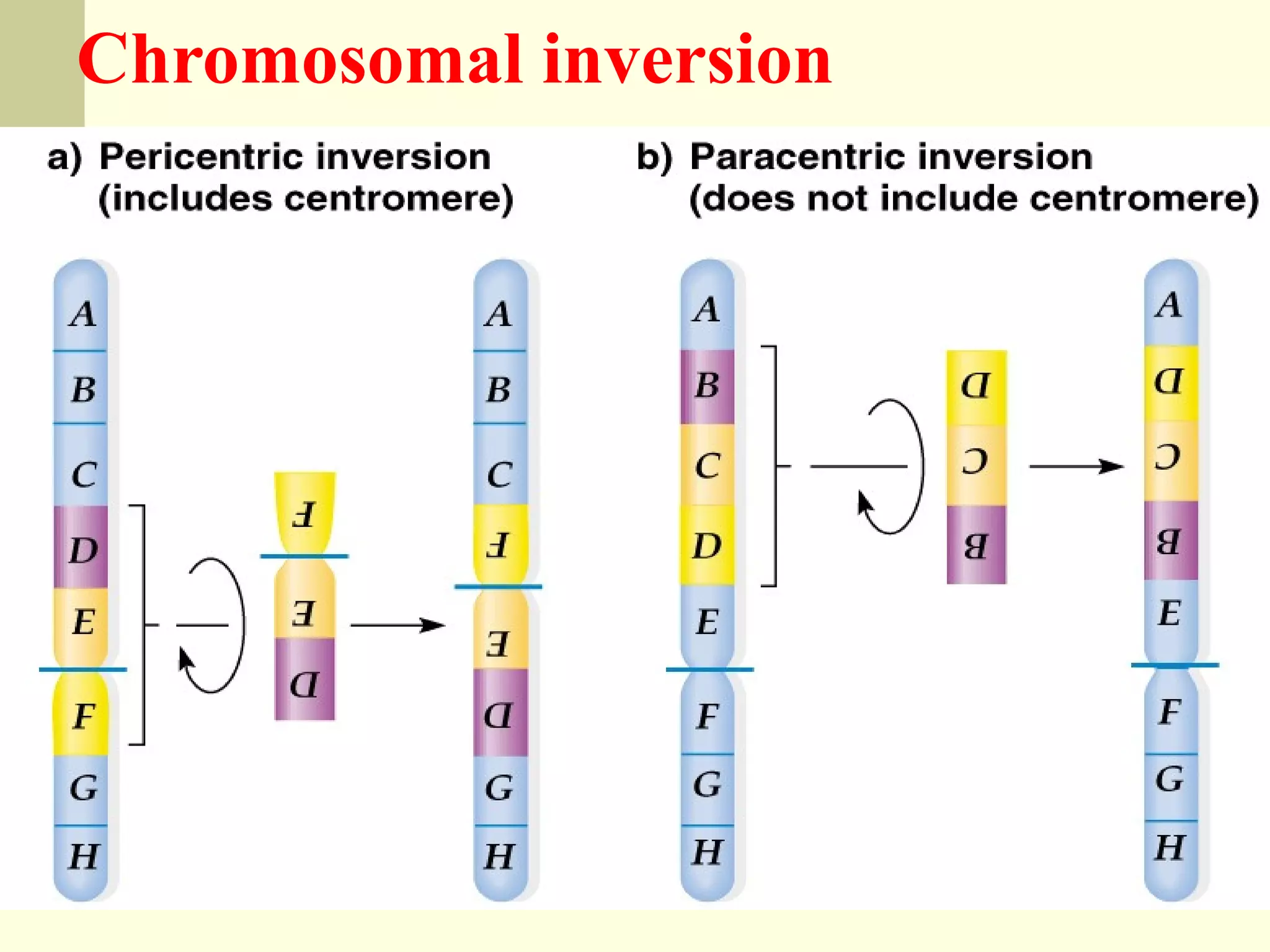 Chromosomal inversion
 