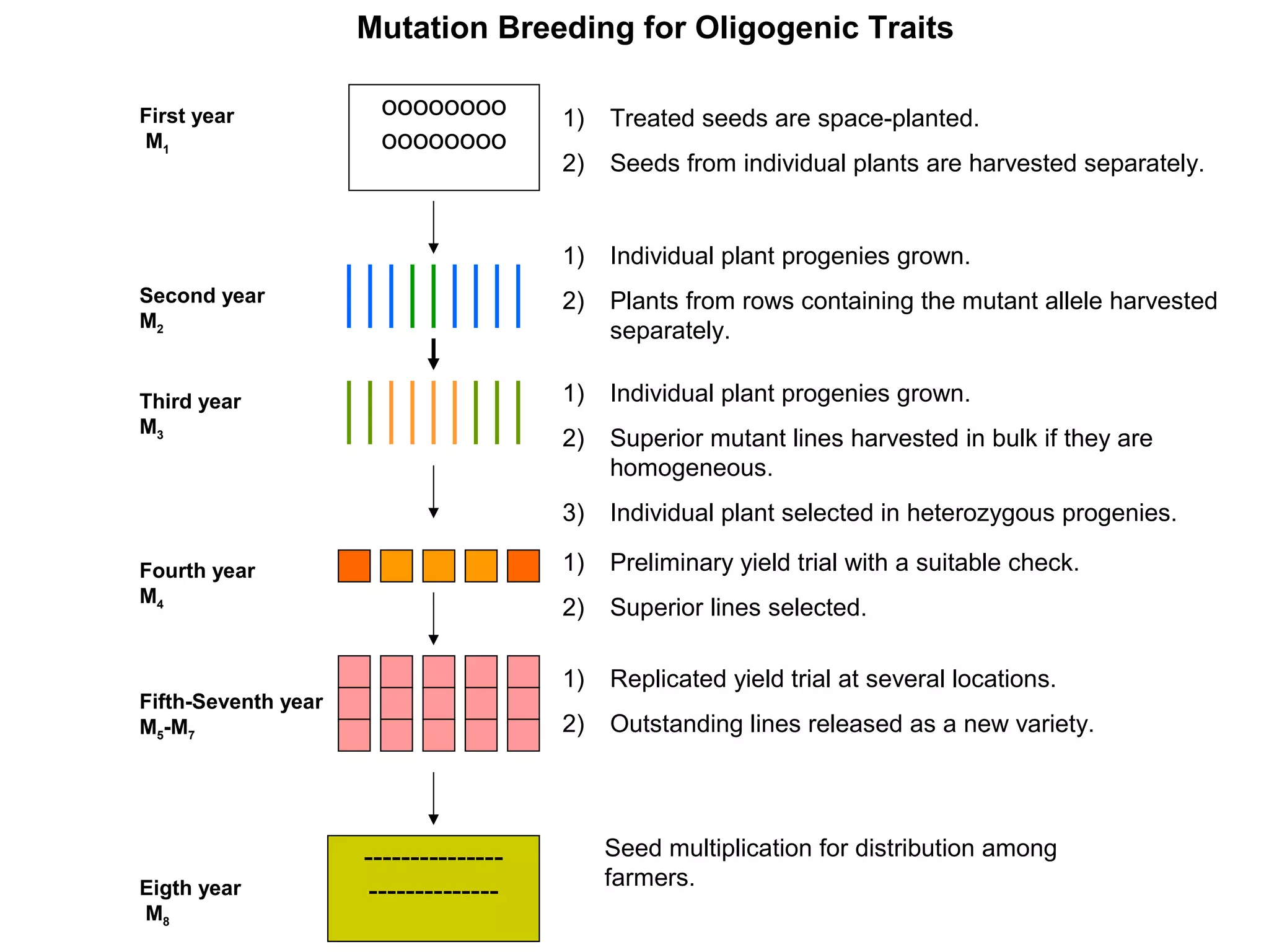 oooooooo
oooooooo
---------------
--------------
First year
M1
Second year
M2
Third year
M3
Fourth year
M4
Fifth-Seventh year
M5-M7
Eigth year
M8
1) Treated seeds are space-planted.
2) Seeds from individual plants are harvested separately.
1) Individual plant progenies grown.
2) Plants from rows containing the mutant allele harvested
separately.
1) Individual plant progenies grown.
2) Superior mutant lines harvested in bulk if they are
homogeneous.
3) Individual plant selected in heterozygous progenies.
1) Preliminary yield trial with a suitable check.
2) Superior lines selected.
1) Replicated yield trial at several locations.
2) Outstanding lines released as a new variety.
Seed multiplication for distribution among
farmers.
Mutation Breeding for Oligogenic Traits
 