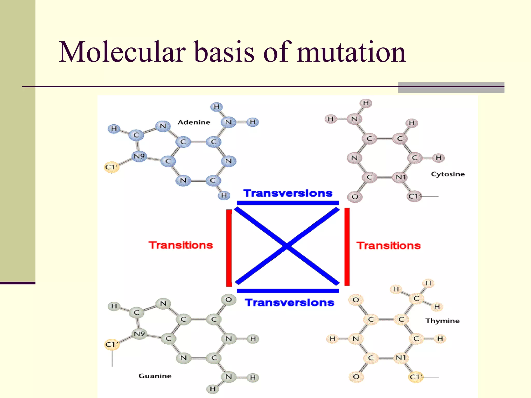 Molecular basis of mutation
 