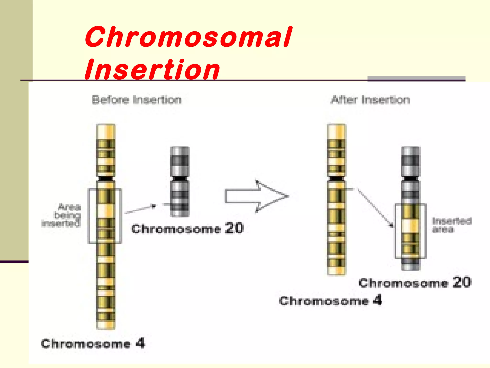 Chromosomal
Insertion
 