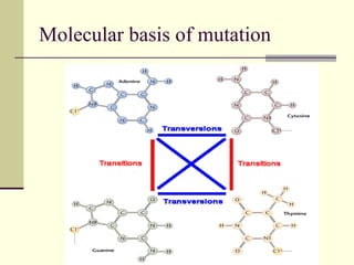 MUTATION BREEDING IN VEGETABLE CROPS | PPT