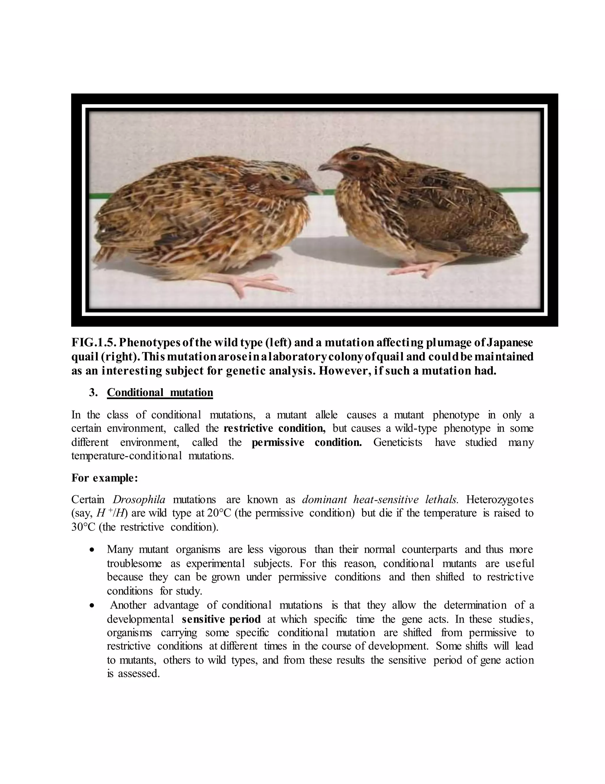 Mutation Examples Bird GENE MUTATION | DOCX