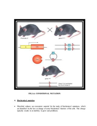 GENE MUTATION | DOCX