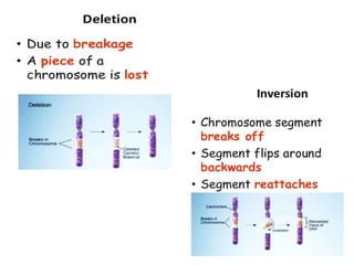 Immutation Mutation and its types | PPTX