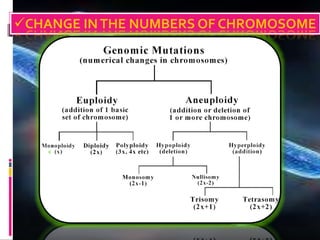 CHANGE INTHE NUMBERS OF CHROMOSOME
 