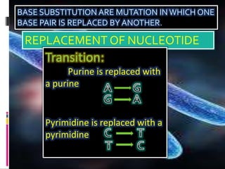REPLACEMENT OF NUCLEOTIDE
Transition:
Purine is replaced with
a purine
Pyrimidine is replaced with a
pyrimidine
BASE SUBSTITUTION ARE MUTATION IN WHICH ONE
BASE PAIR IS REPLACED BY ANOTHER.
 