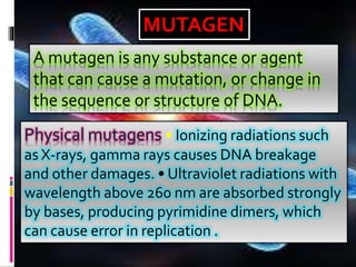 A mutagen is any substance or agent
that can cause a mutation, or change in
the sequence or structure of DNA.
MUTAGEN
Physical mutagens • Ionizing radiations such
as X-rays, gamma rays causes DNA breakage
and other damages. • Ultraviolet radiations with
wavelength above 260 nm are absorbed strongly
by bases, producing pyrimidine dimers, which
can cause error in replication .
 