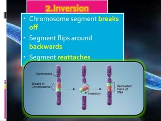 2.Inversion
• Chromosome segment breaks
off
• Segment flips around
backwards
• Segment reattaches
 