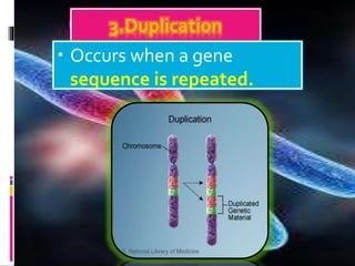 3.Duplication
• Occurs when a gene
sequence is repeated.
 