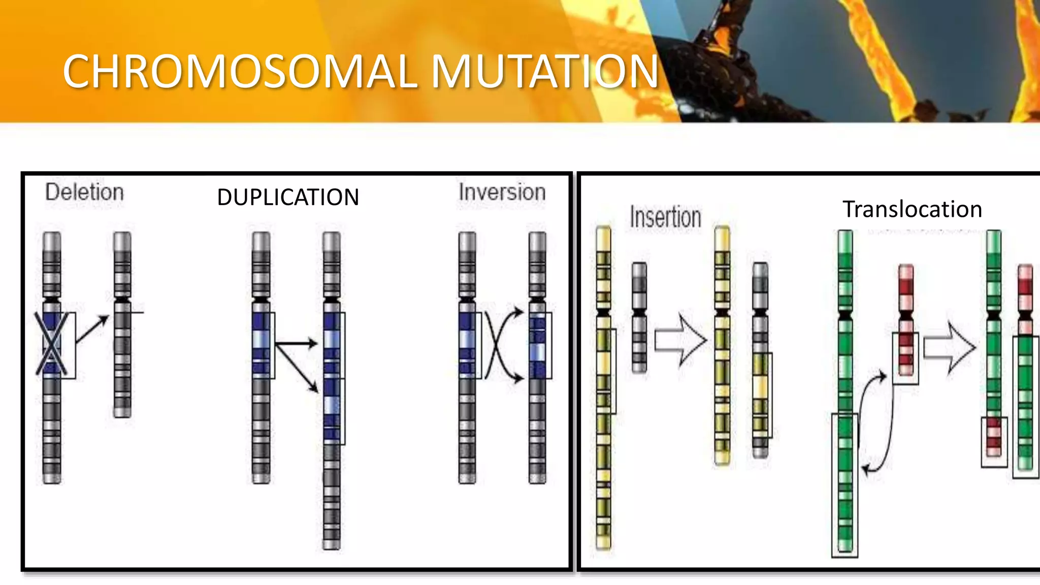 Chromosomal Mutations Chart