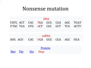 Nonsense mutation
DNA
5’ATG ACT CAC TGA GCG CGA AGC TGA3’
3’TAC TGA GTG ACT CGC GCT TCG ACT5’
mRNA
AUG ACU CAC UGA GCG CGA AGC UGA
Protein
Met Thr His Stop
 