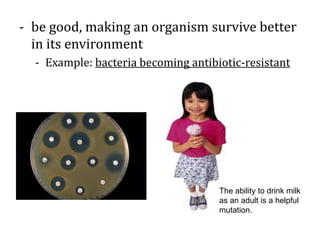 - be good, making an organism survive better
in its environment
- Example: bacteria becoming antibiotic-resistant
The ability to drink milk
as an adult is a helpful
mutation.
 