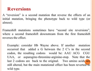 A “reversion” is a second mutation that reverse the effects of an
initial mutation, bringing the phenotype back to wild type (or
almost).
Frameshift mutations sometimes have “second site reversions”,
where a second frameshift downstream from the first frameshift
reverses the effect.
Example: consider Hb Wayne above. If another mutation
occurred that added a G between the 2 C’s in the second
codon, the resulting codons would be: AAU ACG CGU
UAA, or asparagine-threonine-arginine-stop. Note that the
last 2 codons are back to the original. Two amino acids are
still altered, but the main mutational effect has been reverted to
wild type.
Reversions
 