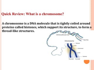 Quick Review: What is a chromosome?
A chromosome is a DNA molecule that is tightly coiled around
proteins called histones, which support its structure, to form a
thread-like structures.
 