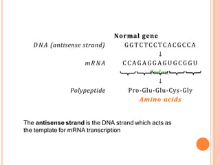 DNA (antisense strand)
mR NA
Polypeptide
Normal gene
GGTCTCCTCACGCCA
↓
C C A G A G G A G U G C G G U
Codons
↓
Pro-Glu-Glu-Cys-Gly
Amino acids
The antisense strand is the DNA strand which acts as
the template for mRNA transcription
 