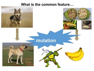 Mutation.pdf
